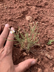 Chaetopappa ericoides