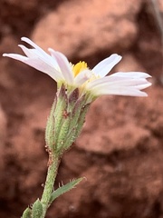 Chaetopappa ericoides