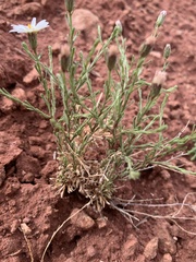 Chaetopappa ericoides