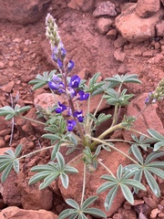 Lupinus pusillus pusillus