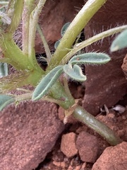 Lupinus pusillus pusillus