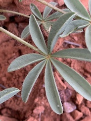 Lupinus pusillus pusillus