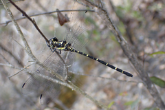 Eusynthemis nigra