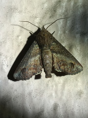 Paectes abrostoloides