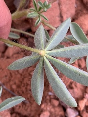 Lupinus pusillus pusillus