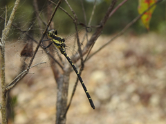 Eusynthemis nigra