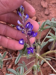 Lupinus pusillus pusillus