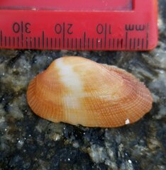 Barbatia domingensis