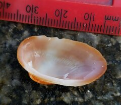 Barbatia domingensis