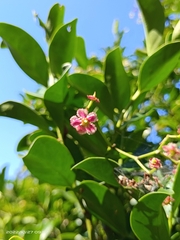 Euonymus cochinchinensis