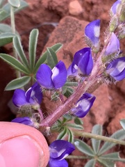 Lupinus pusillus pusillus
