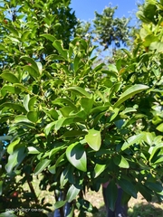 Euonymus cochinchinensis