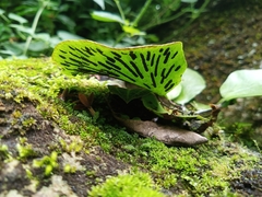 Elaphoglossum peltatum