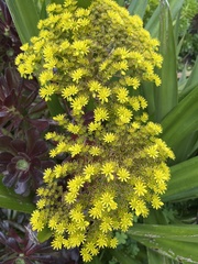 Aeonium