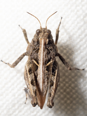 Paratettix argillaceus