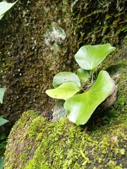 Elaphoglossum peltatum