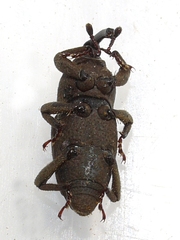 Sphenophorus minimus