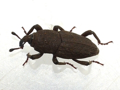 Sphenophorus minimus