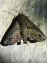 Paectes abrostoloides