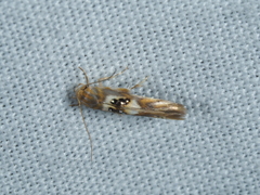 Hieromantis ephodophora