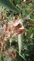 Chromolaena laevigata