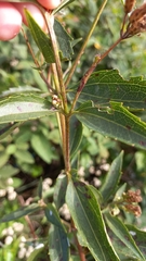 Chromolaena laevigata