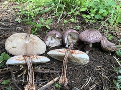 Lepiota decorata