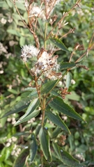 Chromolaena laevigata