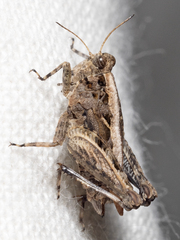 Paratettix argillaceus