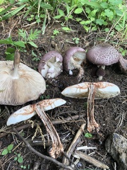 Lepiota decorata