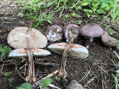 Lepiota decorata
