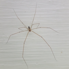 Crossopriza lyoni