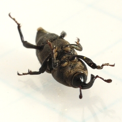 Sphenophorus parvulus