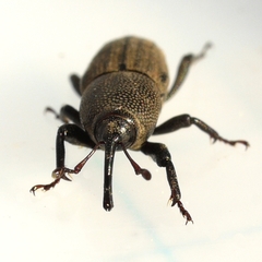 Sphenophorus parvulus