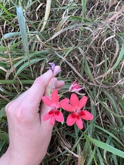 Freesia laxa