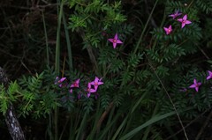 Boronia amabilis