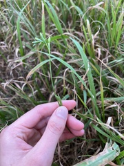 Freesia laxa