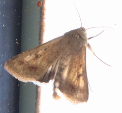 Helicoverpa punctigera