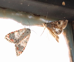 Heliothis punctifera