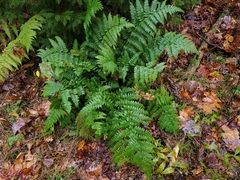 Dryopteris campyloptera