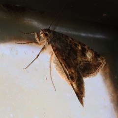 Heliothis punctifera
