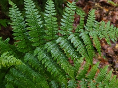 Dryopteris campyloptera