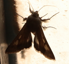 Helicoverpa punctigera