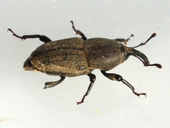 Sphenophorus parvulus