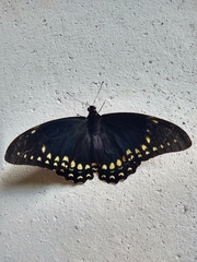 Papilio menatius