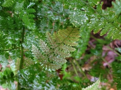 Dryopteris campyloptera