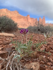 Astragalus amphioxys