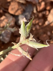 Astragalus amphioxys
