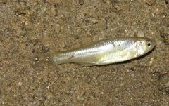 Notropis