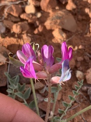 Astragalus amphioxys